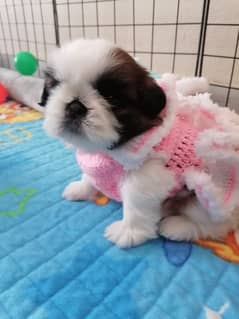 Shih-tzu puppy available