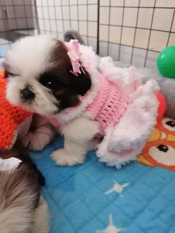 Shih-tzu puppy available 1