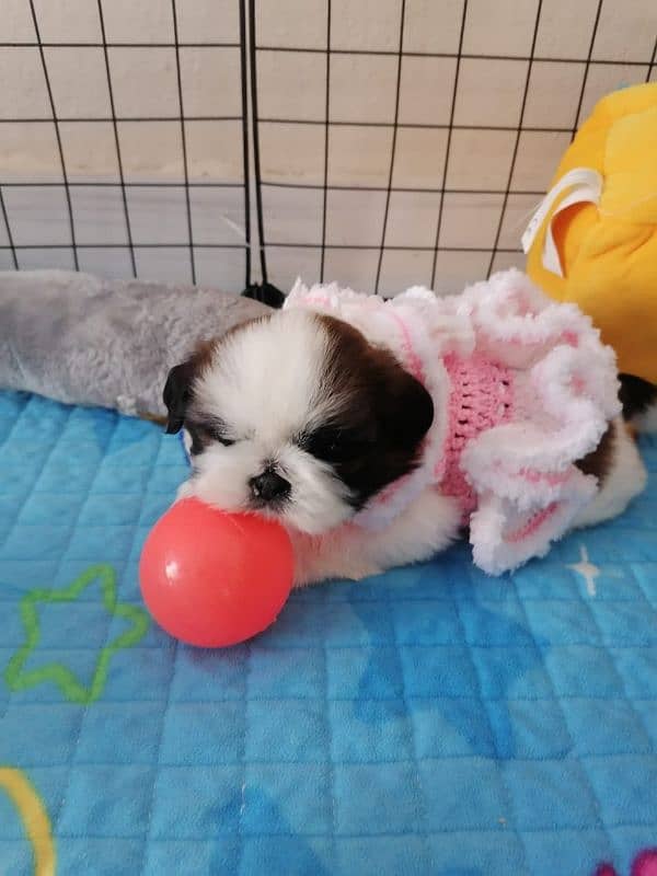 Shih-tzu puppy available 2