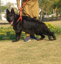 topline show high class quality gsd proper long coat pair for sale