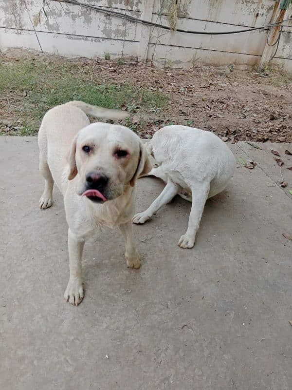 Beautiful Labrador pair for Sale 1