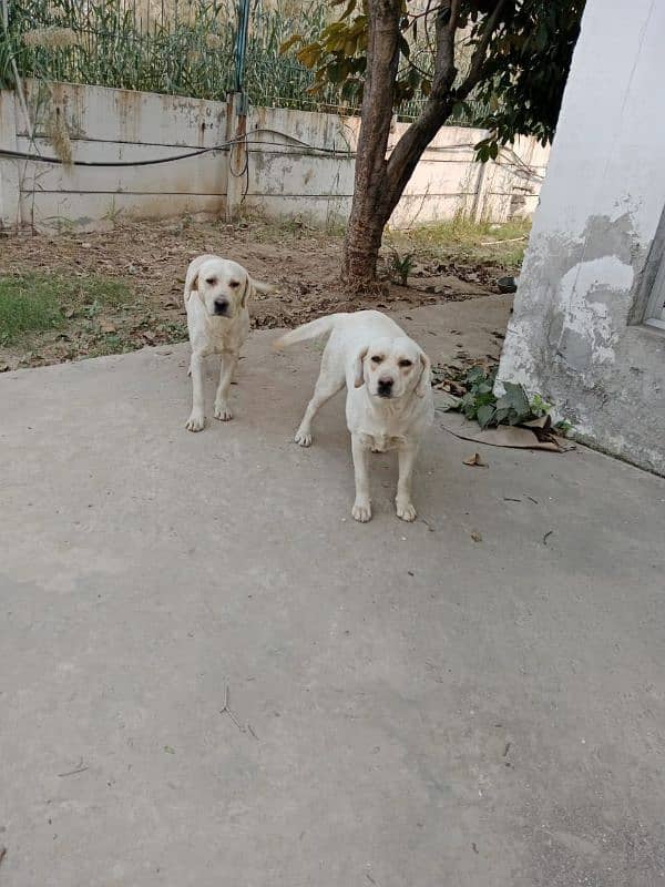 Beautiful Labrador pair for Sale 2