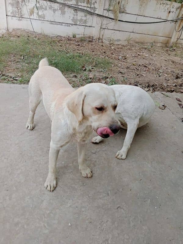 Beautiful Labrador pair for Sale 3