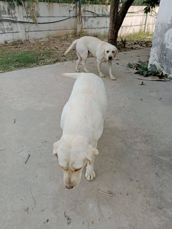 Beautiful Labrador pair for Sale 4