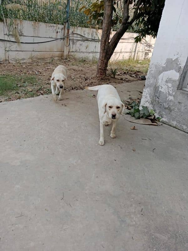 Beautiful Labrador pair for Sale 5