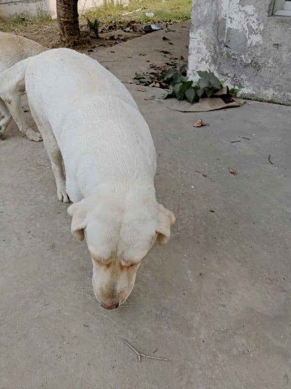 Beautiful Labrador pair for Sale 6