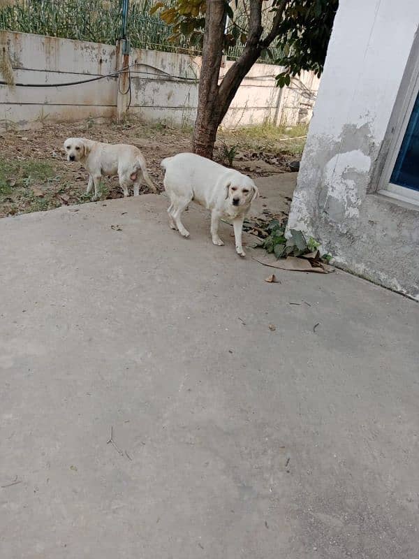 Beautiful Labrador pair for Sale 7