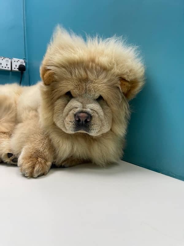 Chow chow imported champion blood line puppy available for sale 0