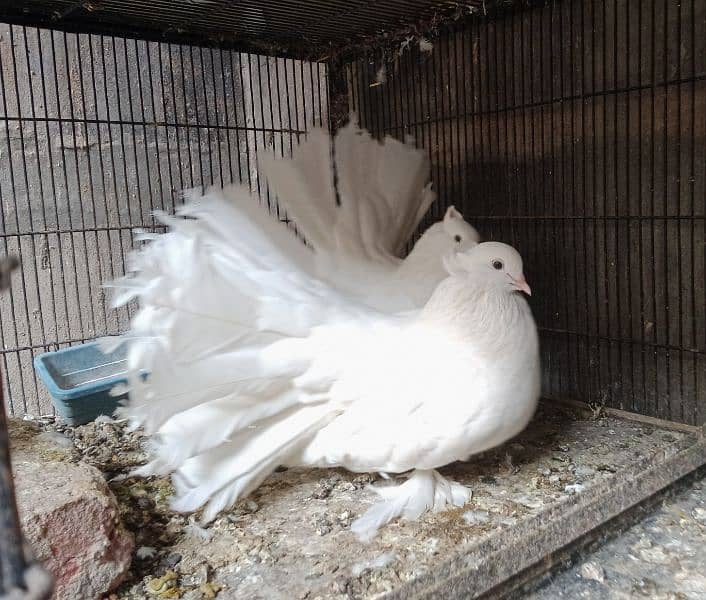 American Fantail | کبوتر | English Fantail | Pigeons | Kabootar 1