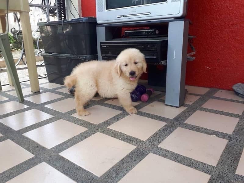 Golden retriever pedigree microchipped puppies available for sale 1