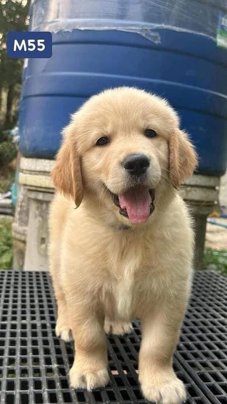 Golden retriever pedigree microchipped puppies available for sale 3