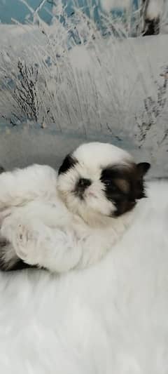 Shihtzu