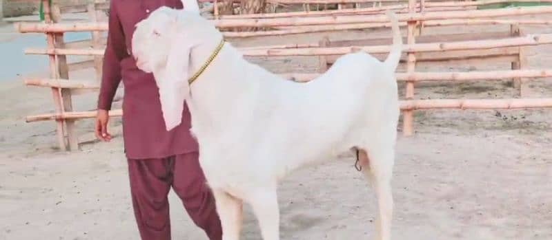 Gulabi bakra for sale call on 0313,4935016 0