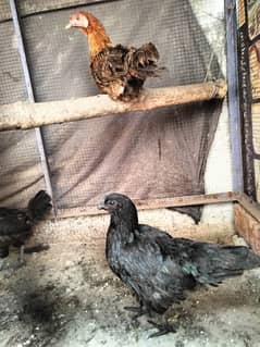 ayam cemani chiks available