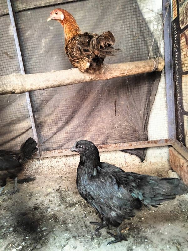 ayam cemani chiks available 0