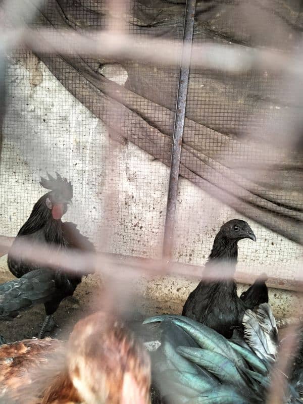 ayam cemani chiks available 1