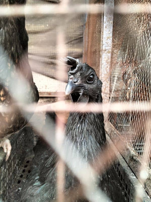 ayam cemani chiks available 2