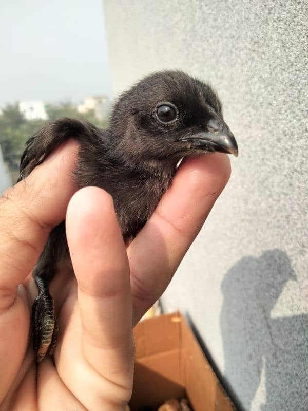 ayam cemani chiks available 4