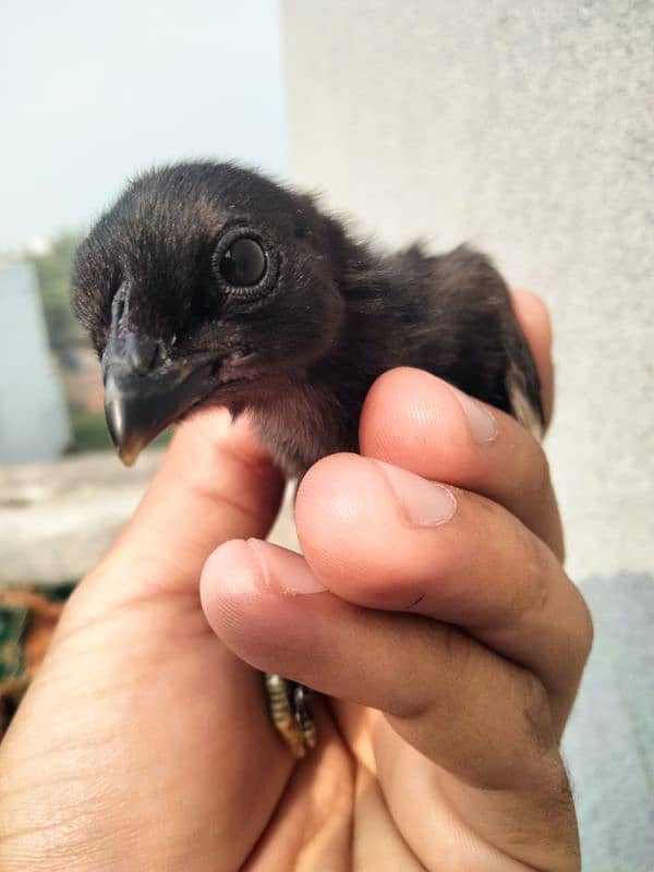 ayam cemani chiks available 5