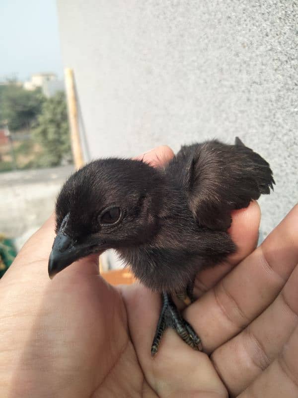 ayam cemani chiks available 6