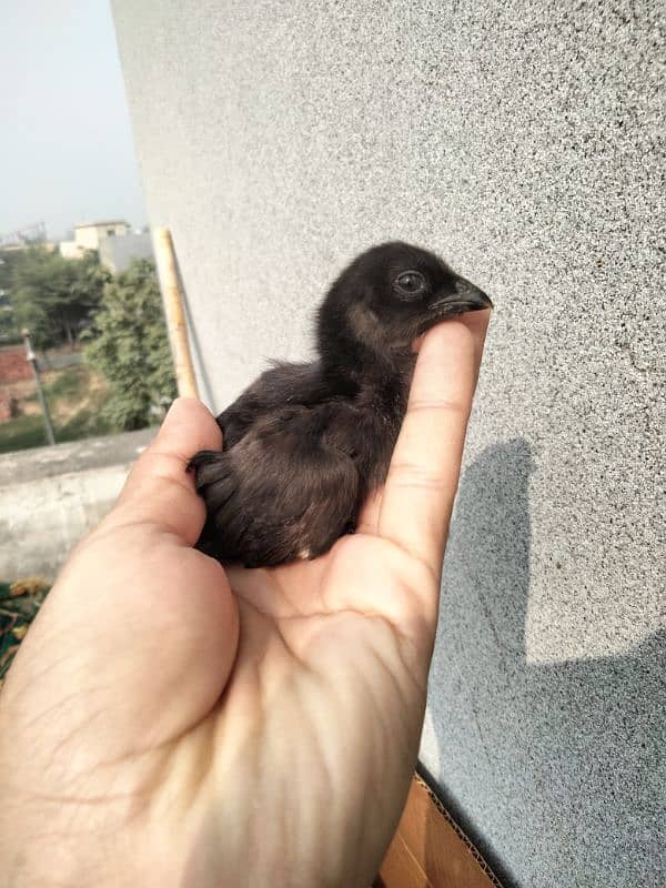 ayam cemani chiks available 7