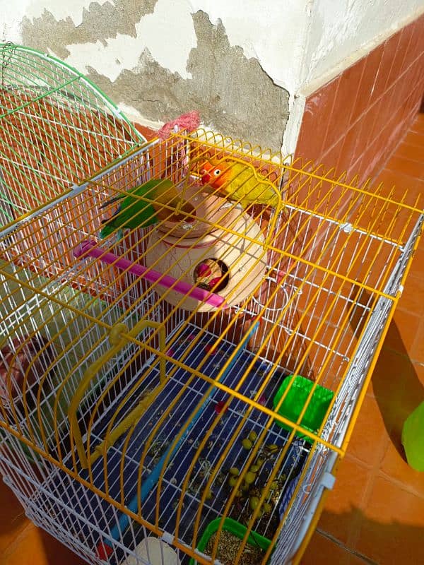 Parrot for sale 0