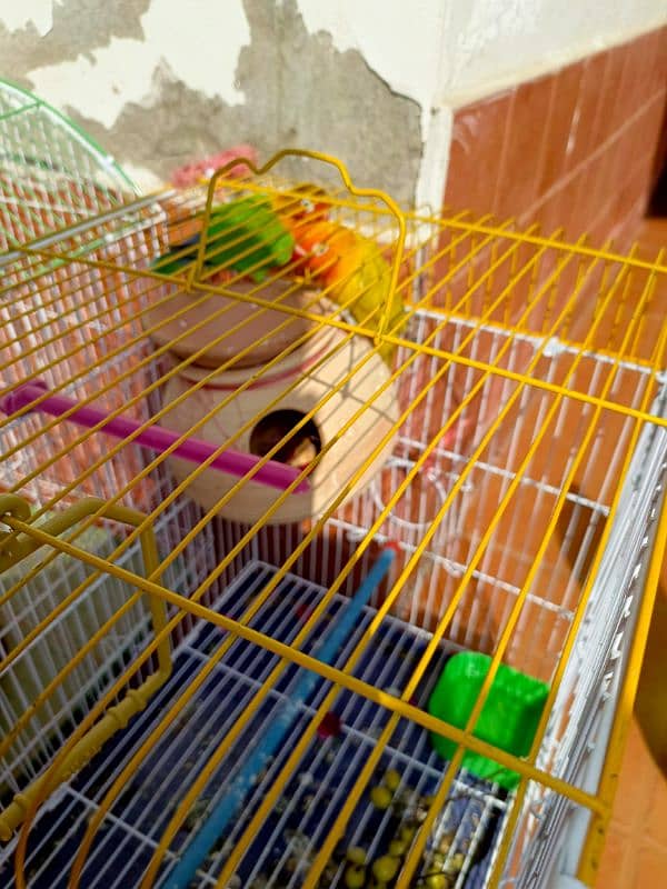 Parrot for sale 1