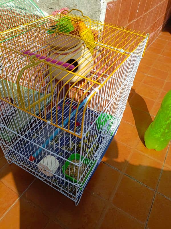 Parrot for sale 2