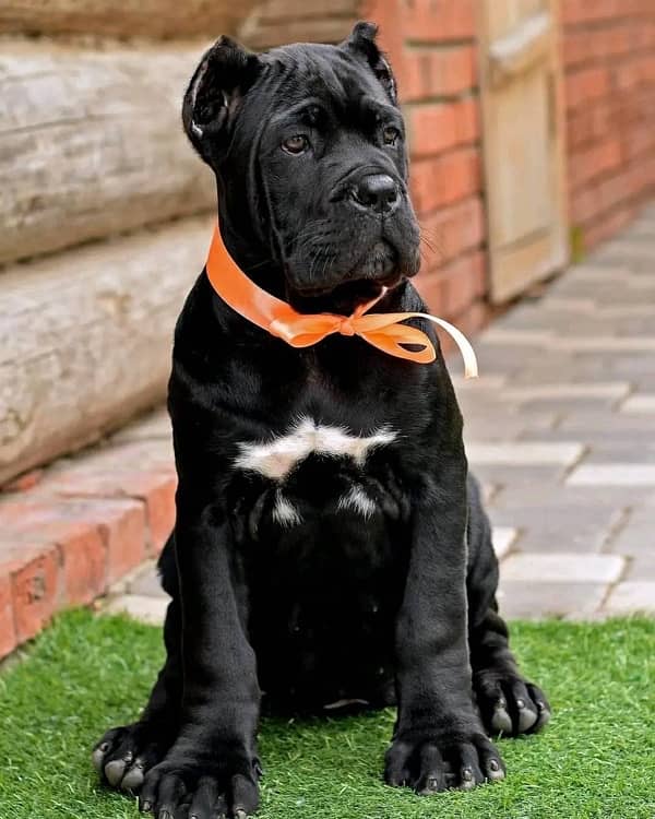 cane corso pedigree microchipped puppy available for sale urgent 0