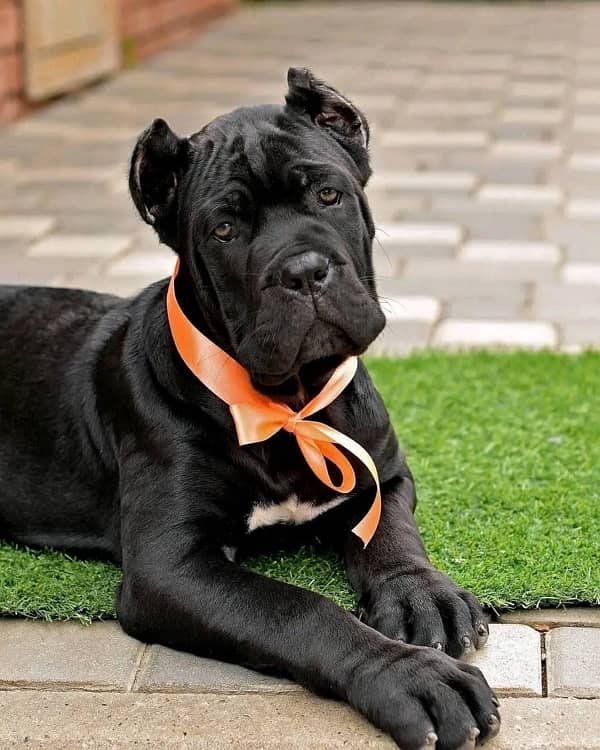 cane corso pedigree microchipped puppy available for sale urgent 1