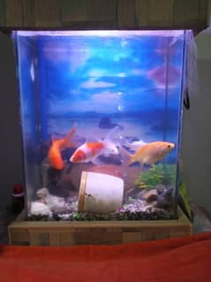 Aquarium with 9 fishes for sale in Lahore