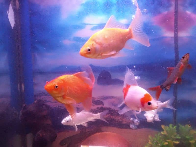 Aquarium with 9 fishes for sale in Lahore 1