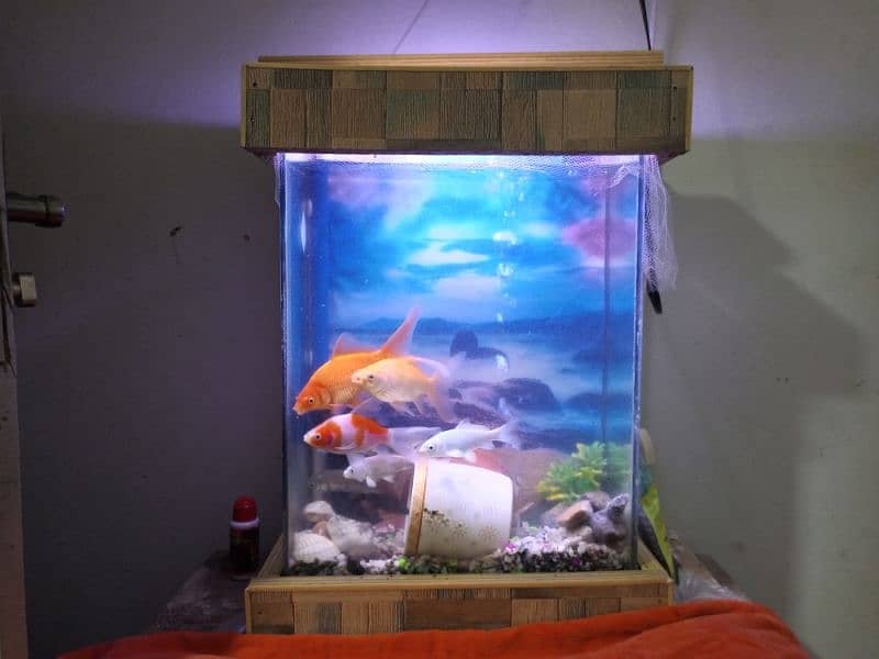 Aquarium with 9 fishes for sale in Lahore 2