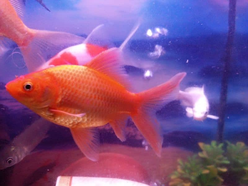 Aquarium with 9 fishes for sale in Lahore 3