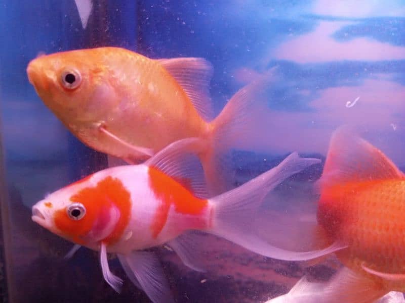 Aquarium with 9 fishes for sale in Lahore 7