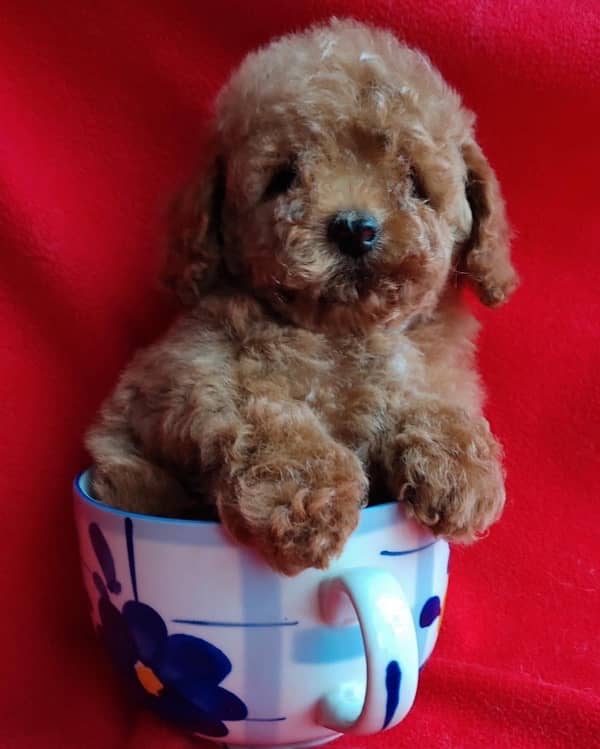 Toy poodle original tea cup size pedigree microchipped imported puppy 0