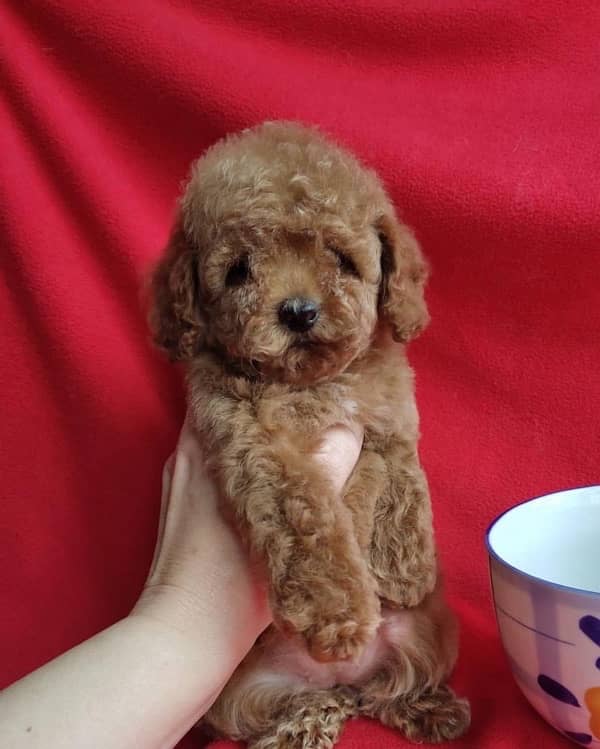 Toy poodle original tea cup size pedigree microchipped imported puppy 1