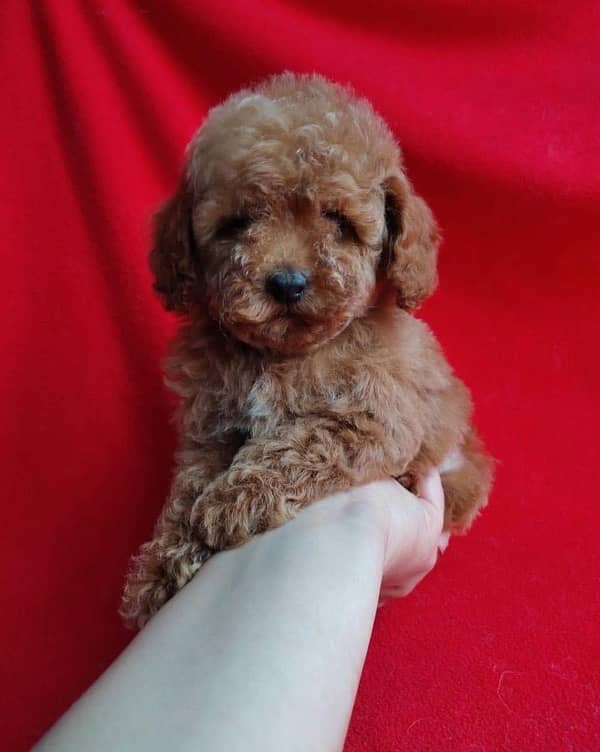 Toy poodle original tea cup size pedigree microchipped imported puppy 3