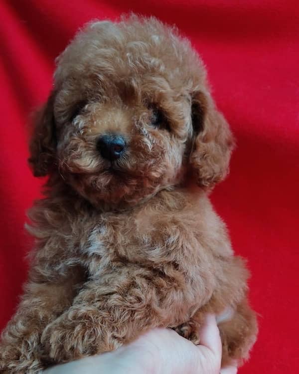 Toy poodle original tea cup size pedigree microchipped imported puppy 4