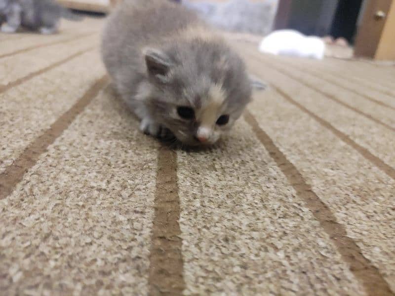 Persian Punch face Cat Kittens 5