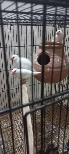 white jawa split red eyes breeder  03198528172