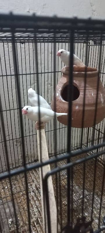 white jawa split red eyes breeder  03198528172 1