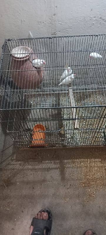 white jawa split red eyes breeder  03198528172 2