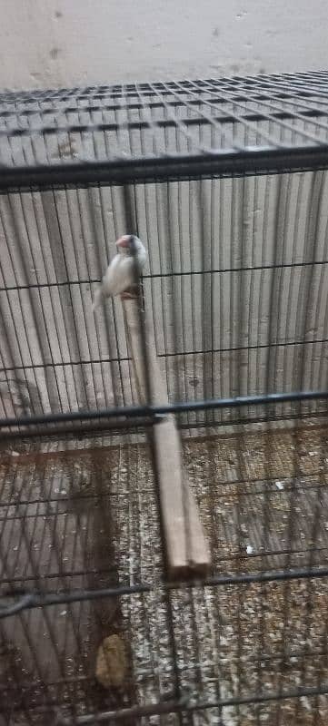 white jawa split red eyes breeder  03198528172 3