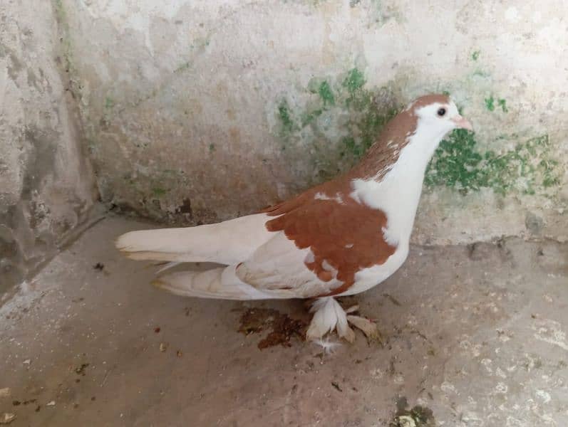 iam selling pigeon 1