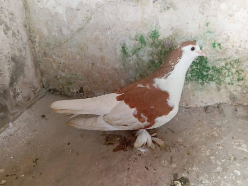 iam selling pigeon 4