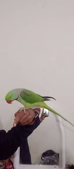 raw parrot fully temed and talking in kharain cantt