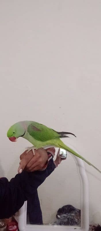 raw parrot fully temed and talking in kharain cantt 0