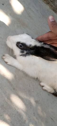 male and female rabbits age. 8 months