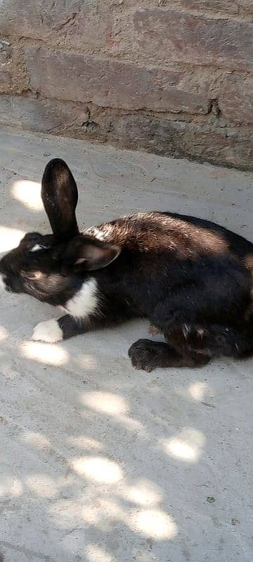 male and female rabbits age. 9 months 0